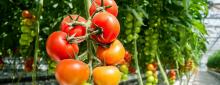 Tomatoes